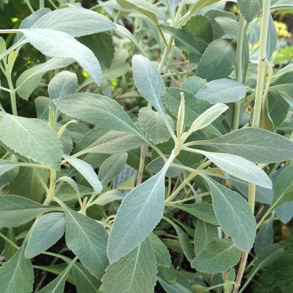 Salvia Apiana - Witte Salie | 20 zaden